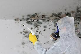 Best Water Damage & Mold Remediation  in Pine Island, TX